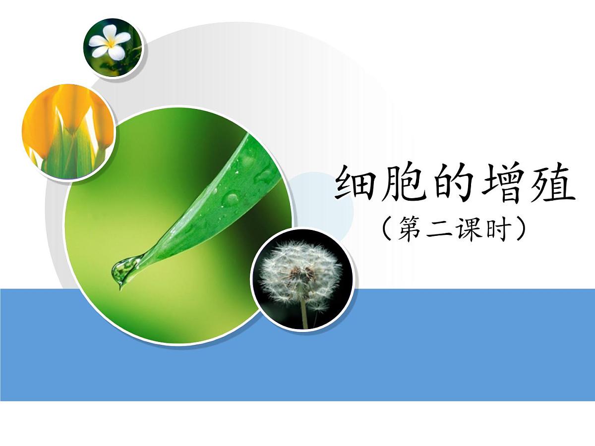 人教版 (新课标)高中生物 必修1 6-1《细胞的增殖（第2课时）》课件第1页