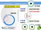 人教版 (新課標(biāo))高中生物 必修1 6-1《細(xì)胞的增殖（第2課時(shí)）》課件