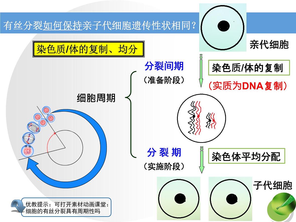 人教版 (新课标)高中生物 必修1 6-1《细胞的增殖（第2课时）》课件第5页