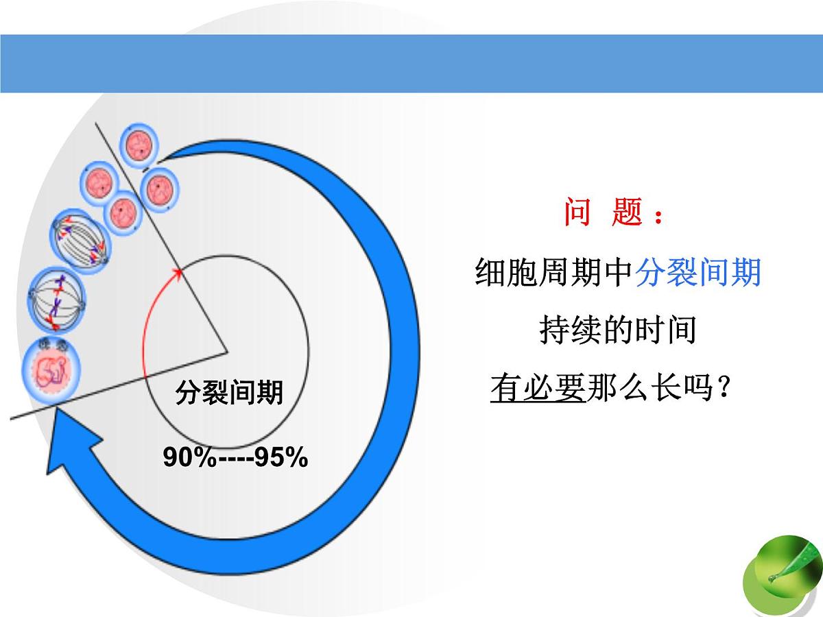 人教版 (新课标)高中生物 必修1 6-1《细胞的增殖（第2课时）》课件第6页