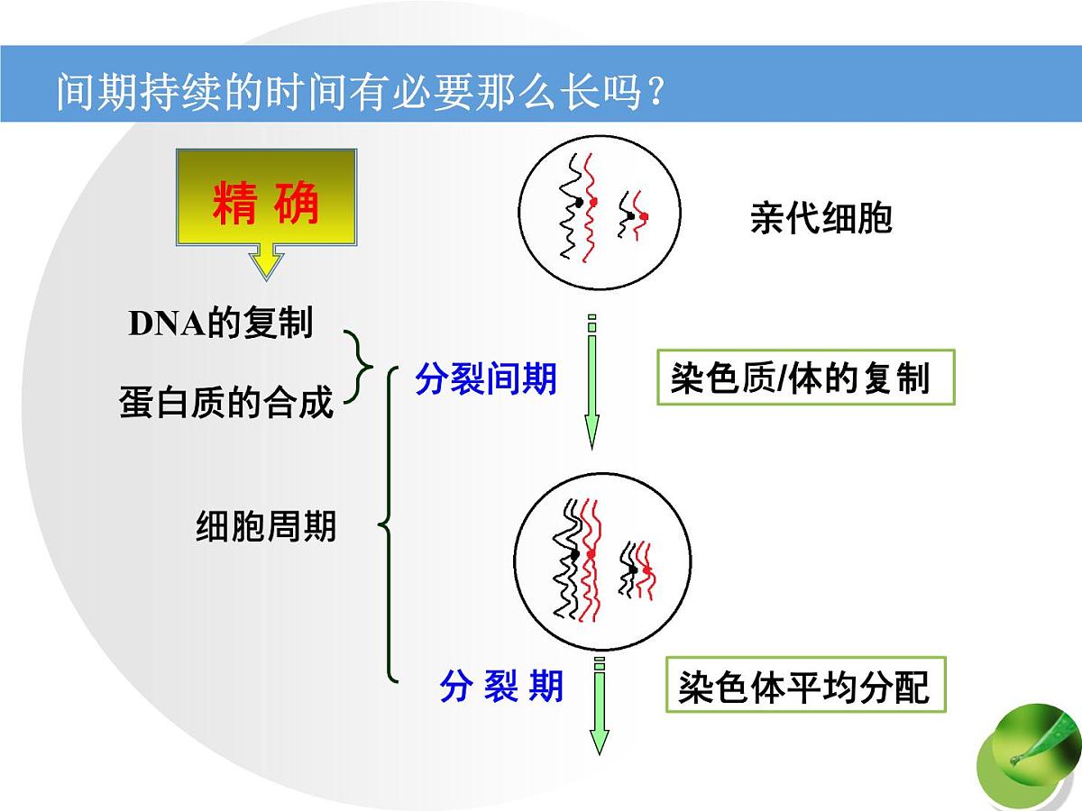 人教版 (新课标)高中生物 必修1 6-1《细胞的增殖（第2课时）》课件第7页