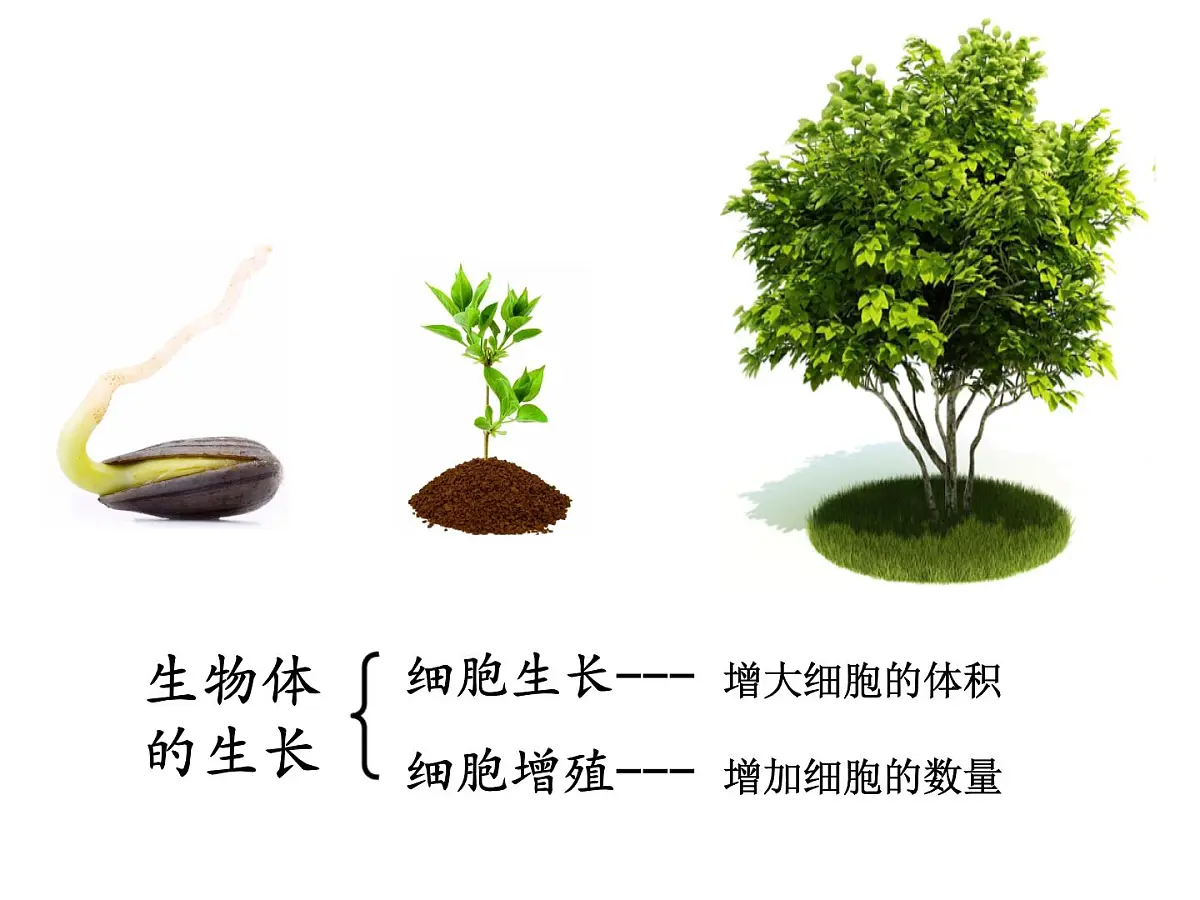 人教版 (新课标)高中生物 必修1 6-1《细胞的增殖（第1课时）》课件第3页