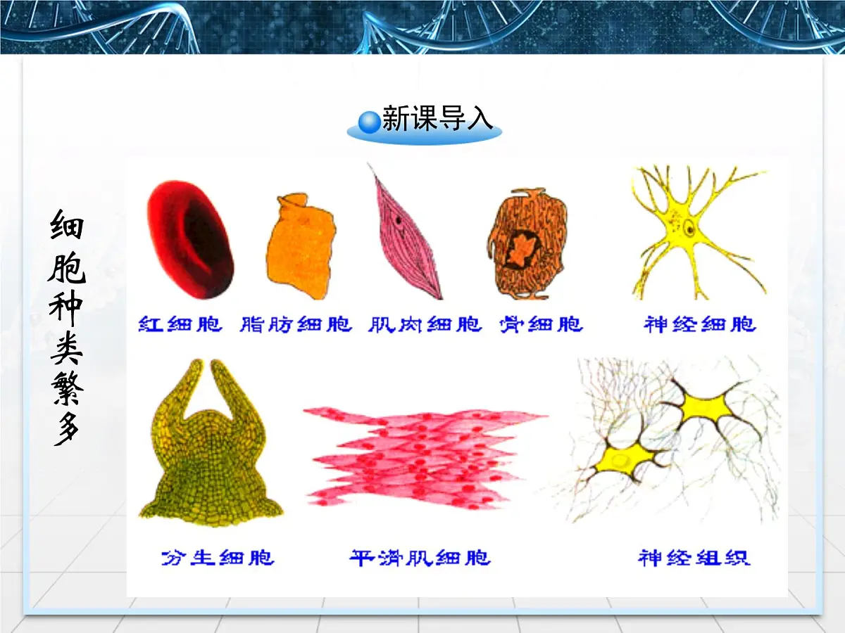 人教版 (新课标)高中生物 必修1 6-1《细胞的增殖》课件第2页