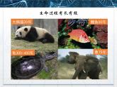 人教版 (新課標(biāo))高中生物 必修1 6-1《細(xì)胞的增殖》課件