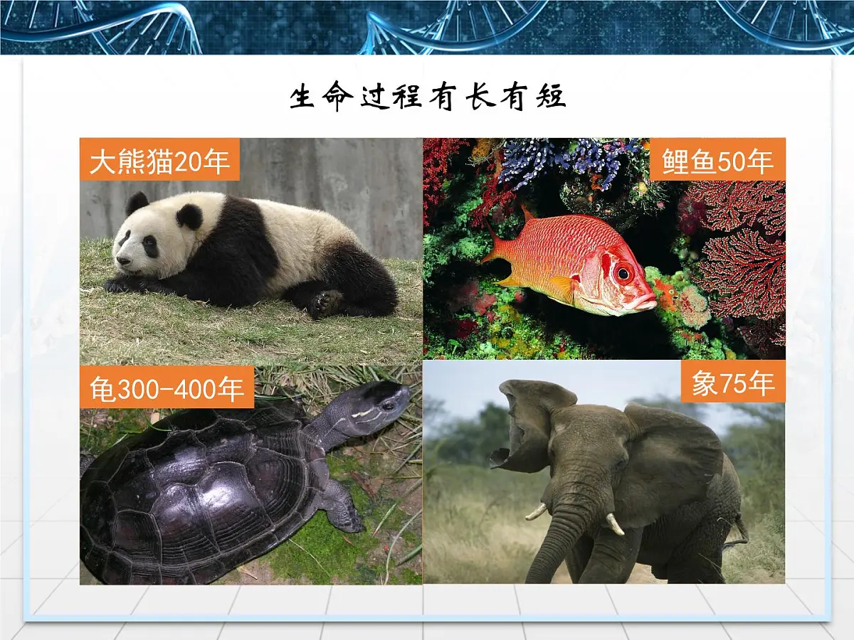 人教版 (新课标)高中生物 必修1 6-1《细胞的增殖》课件第3页