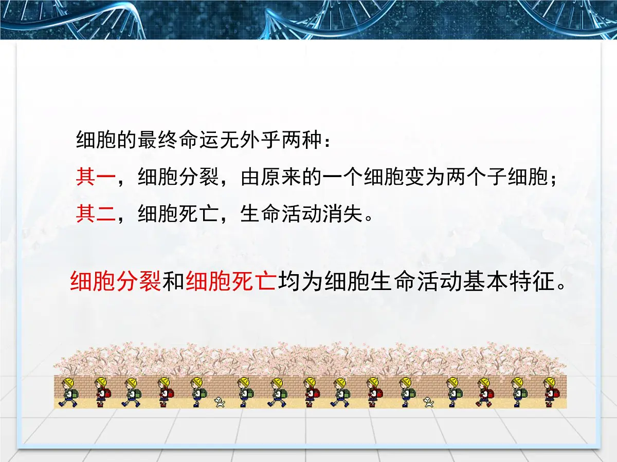 人教版 (新课标)高中生物 必修1 6-1《细胞的增殖》课件第4页