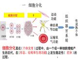 人教版 (新課標(biāo))高中生物 必修1 6-2《細(xì)胞的分化》課件