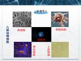 人教版 (新課標(biāo))高中生物 必修1 6-2《細胞的分化》課件