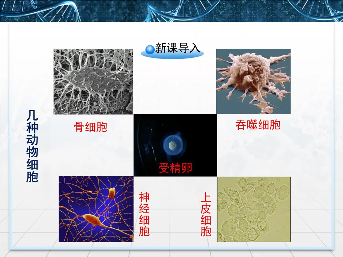 人教版 (新课标)高中生物 必修1 6-2《细胞的分化》课件第2页