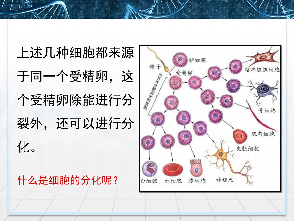 人教版 (新课标)高中生物 必修1 6-2《细胞的分化》课件第3页