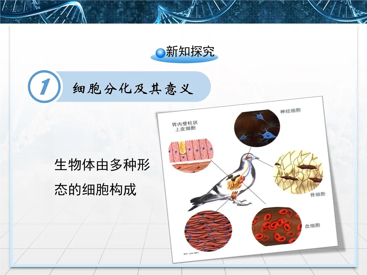 人教版 (新课标)高中生物 必修1 6-2《细胞的分化》课件第5页