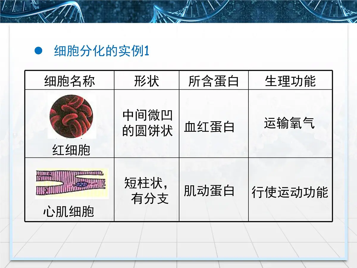人教版 (新课标)高中生物 必修1 6-2《细胞的分化》课件第6页