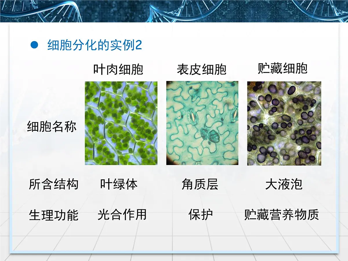 人教版 (新课标)高中生物 必修1 6-2《细胞的分化》课件第7页