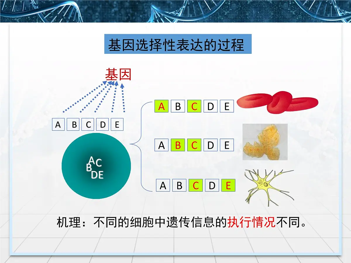 人教版 (新课标)高中生物 必修1 6-2《细胞的分化》课件第8页
