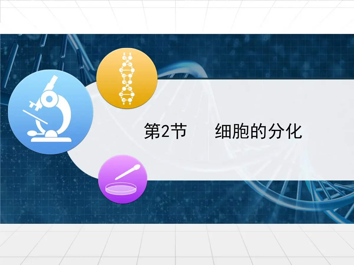 人教版 (新课标)高中生物 必修1 6-2《细胞的分化》课件第1页