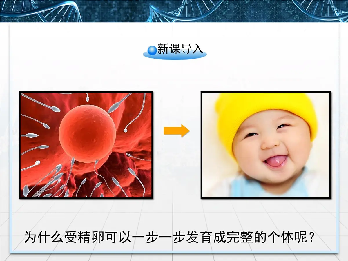 人教版 (新课标)高中生物 必修1 6-2《细胞的分化》课件第2页
