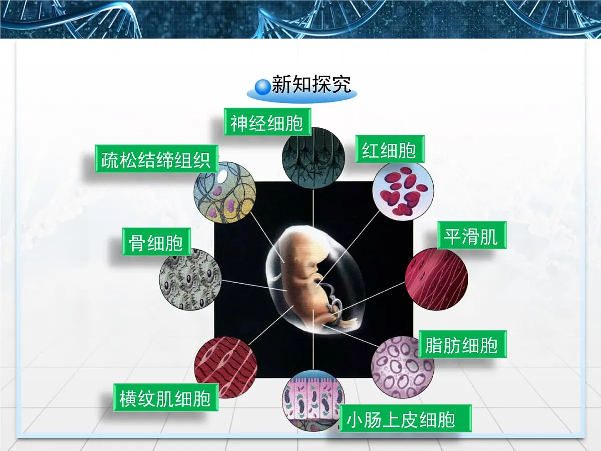 人教版 (新课标)高中生物 必修1 6-2《细胞的分化》课件第4页