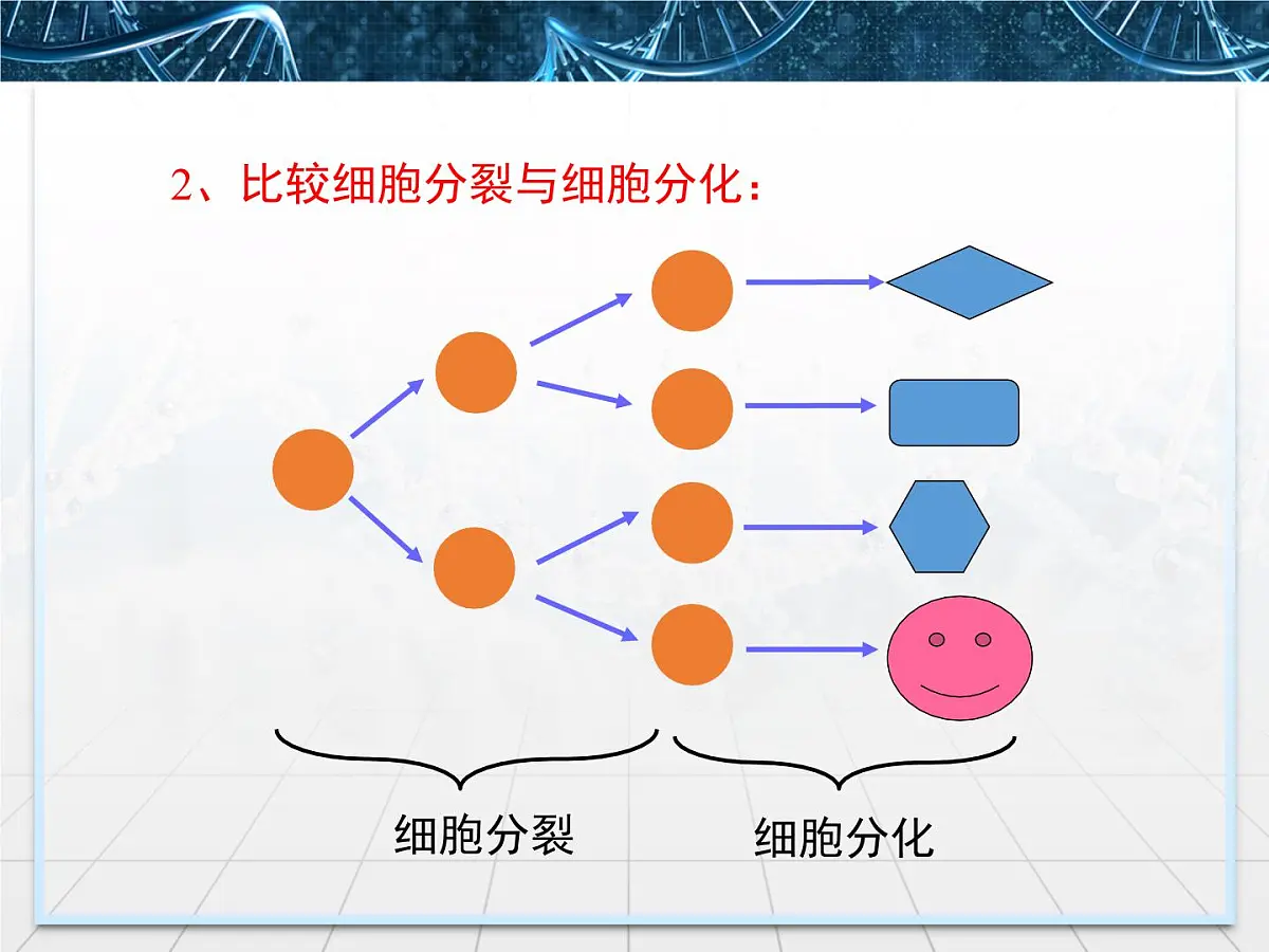 人教版 (新课标)高中生物 必修1 6-2《细胞的分化》课件第6页