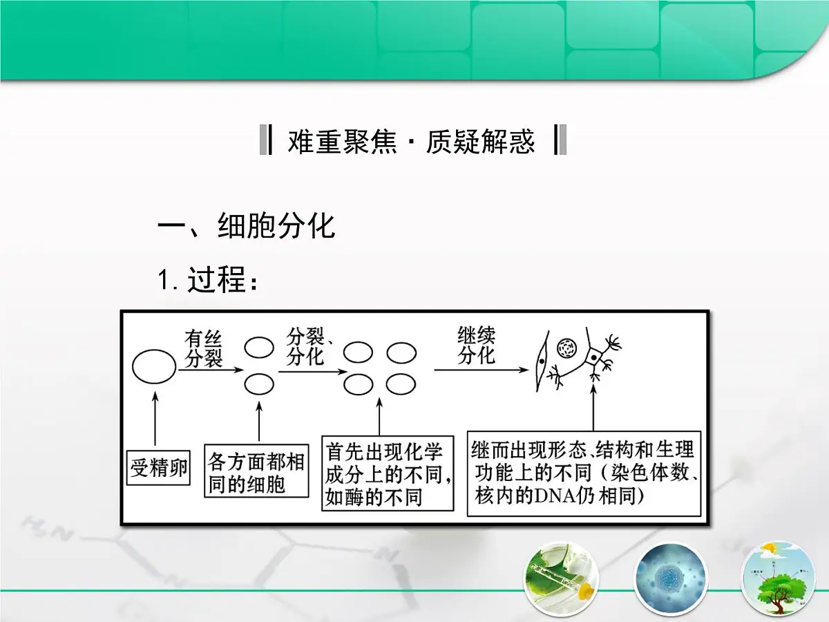 人教版 (新课标)高中生物 必修1 6-2《细胞的分化》复习课件第7页
