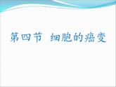 人教版 (新課標(biāo))高中生物 必修1 6-4《細(xì)胞的癌變》課件