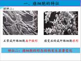 人教版 (新課標(biāo))高中生物 必修1 6-4《細(xì)胞的癌變》課件