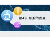 人教版 (新課標(biāo))高中生物 必修1 6-4《細(xì)胞的癌變》課件