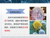 人教版 (新課標(biāo))高中生物 必修1 6-4《細(xì)胞的癌變》課件