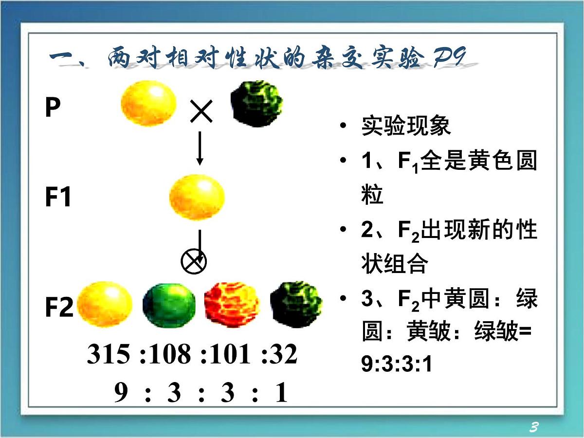 人教版 (新课标)高中生物 必修2 1-2《孟德尔的豌豆杂交实验（二）》（第1课时）课件第3页