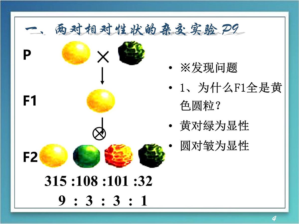 人教版 (新课标)高中生物 必修2 1-2《孟德尔的豌豆杂交实验（二）》（第1课时）课件第4页