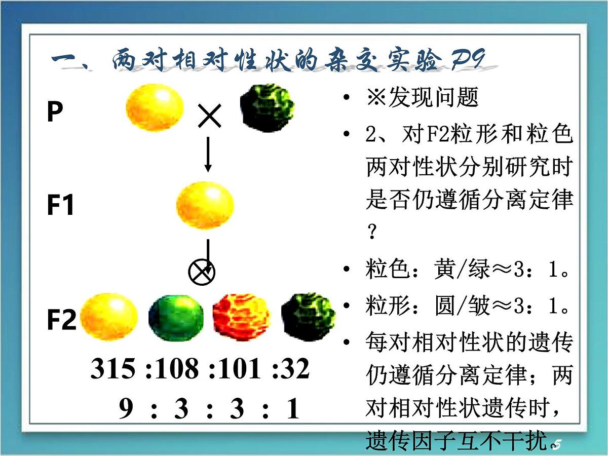 人教版 (新课标)高中生物 必修2 1-2《孟德尔的豌豆杂交实验（二）》（第1课时）课件第5页