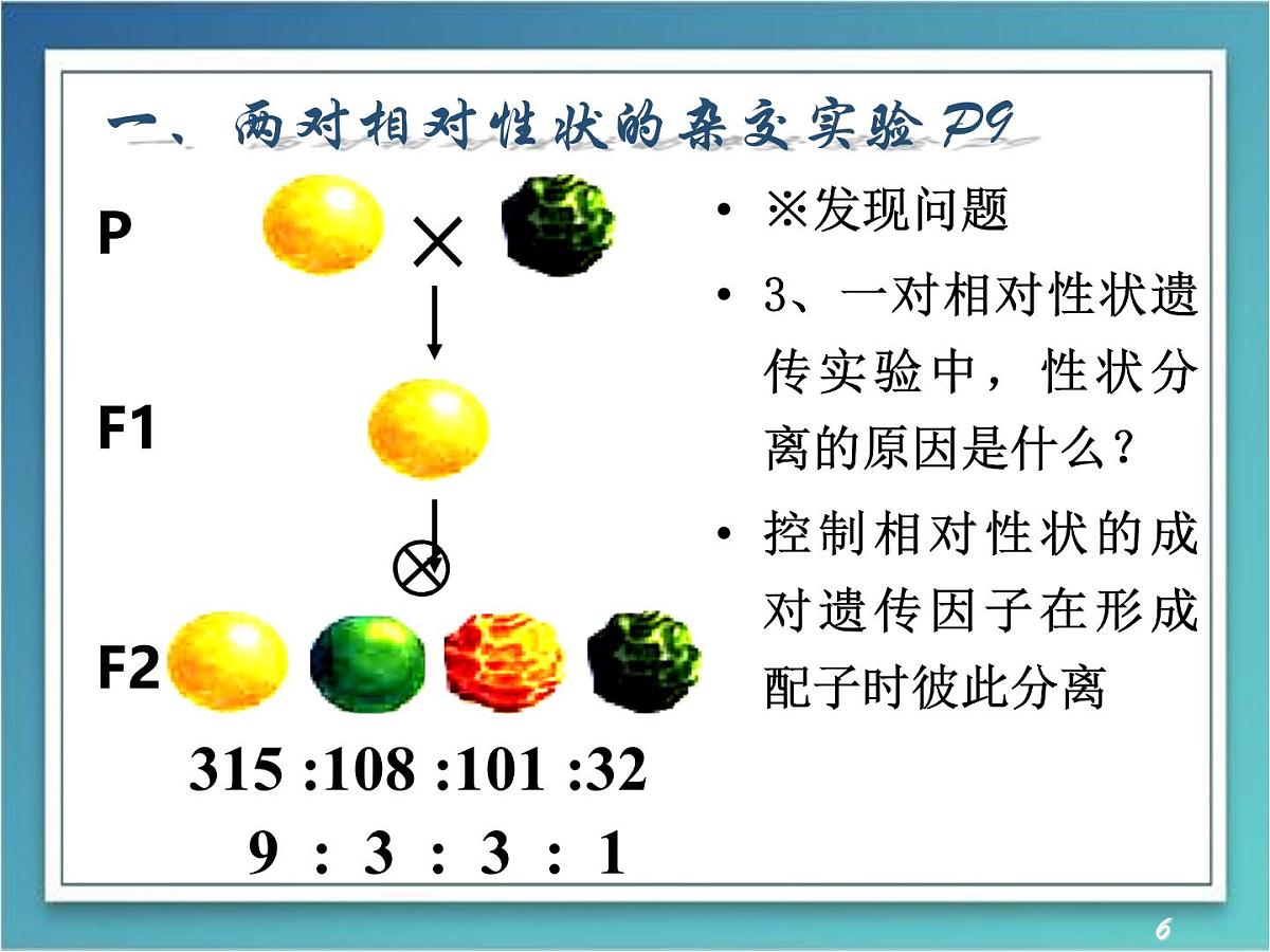人教版 (新课标)高中生物 必修2 1-2《孟德尔的豌豆杂交实验（二）》（第1课时）课件第6页