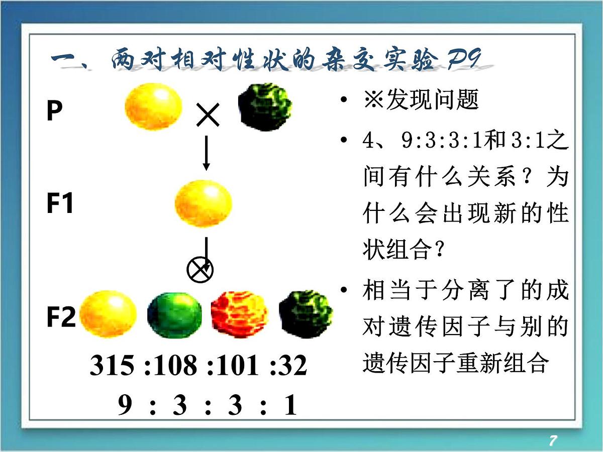 人教版 (新课标)高中生物 必修2 1-2《孟德尔的豌豆杂交实验（二）》（第1课时）课件第7页