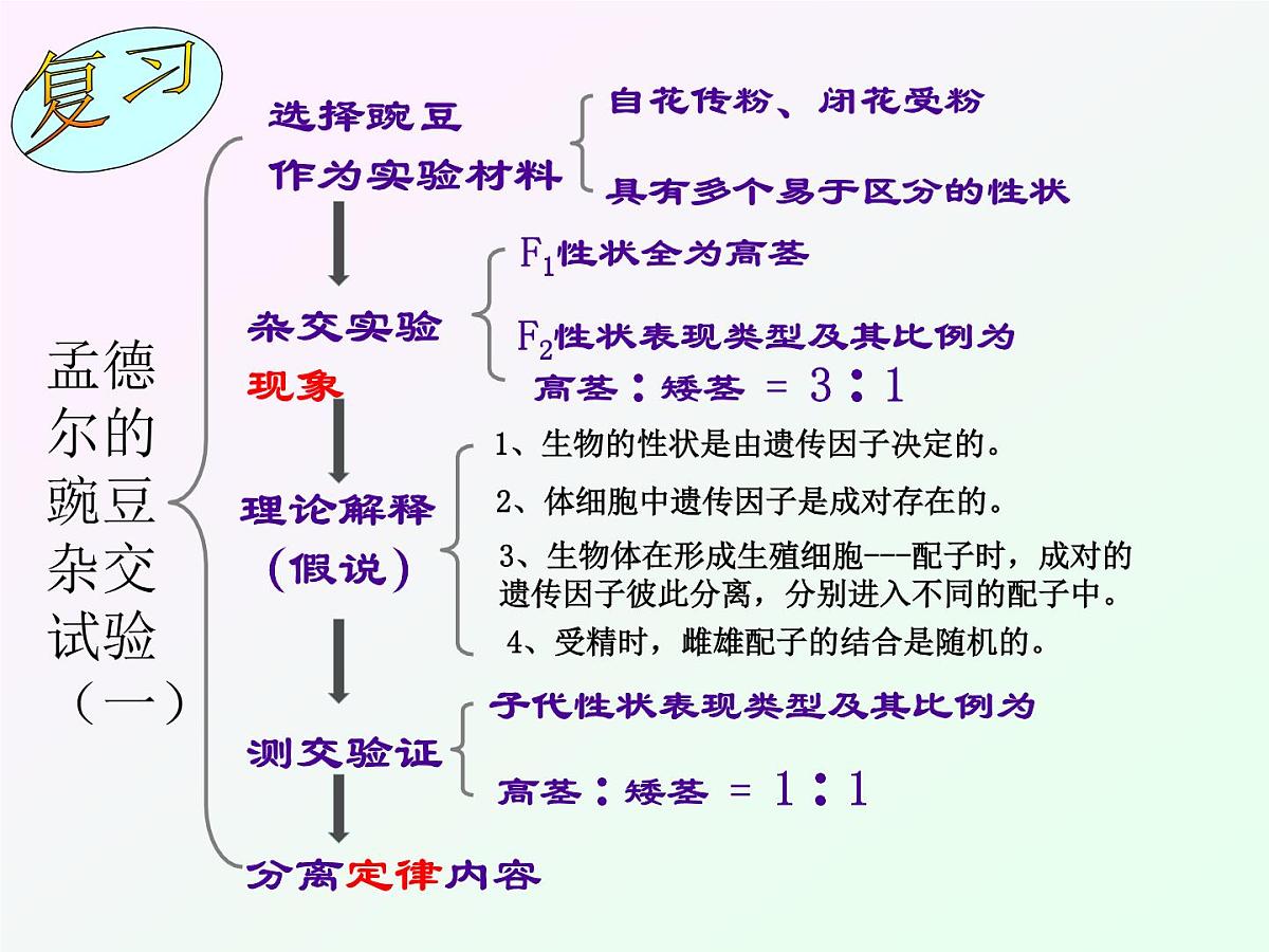 人教版 (新课标)高中生物 必修2 1-2《孟德尔的豌豆杂交实验（二）》课件第1页