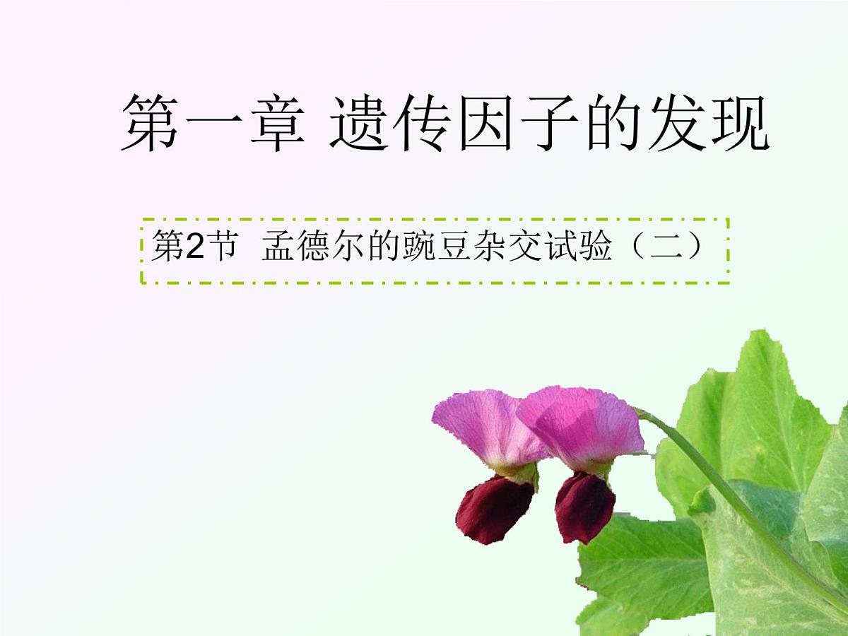 人教版 (新课标)高中生物 必修2 1-2《孟德尔的豌豆杂交实验（二）》课件第3页