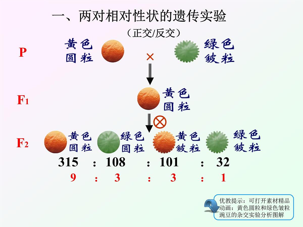 人教版 (新课标)高中生物 必修2 1-2《孟德尔的豌豆杂交实验（二）》课件第4页