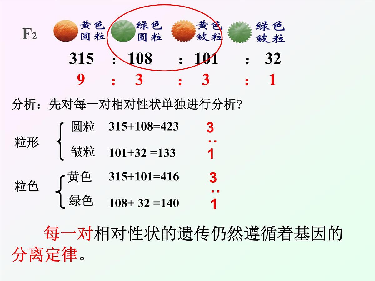 人教版 (新课标)高中生物 必修2 1-2《孟德尔的豌豆杂交实验（二）》课件第5页