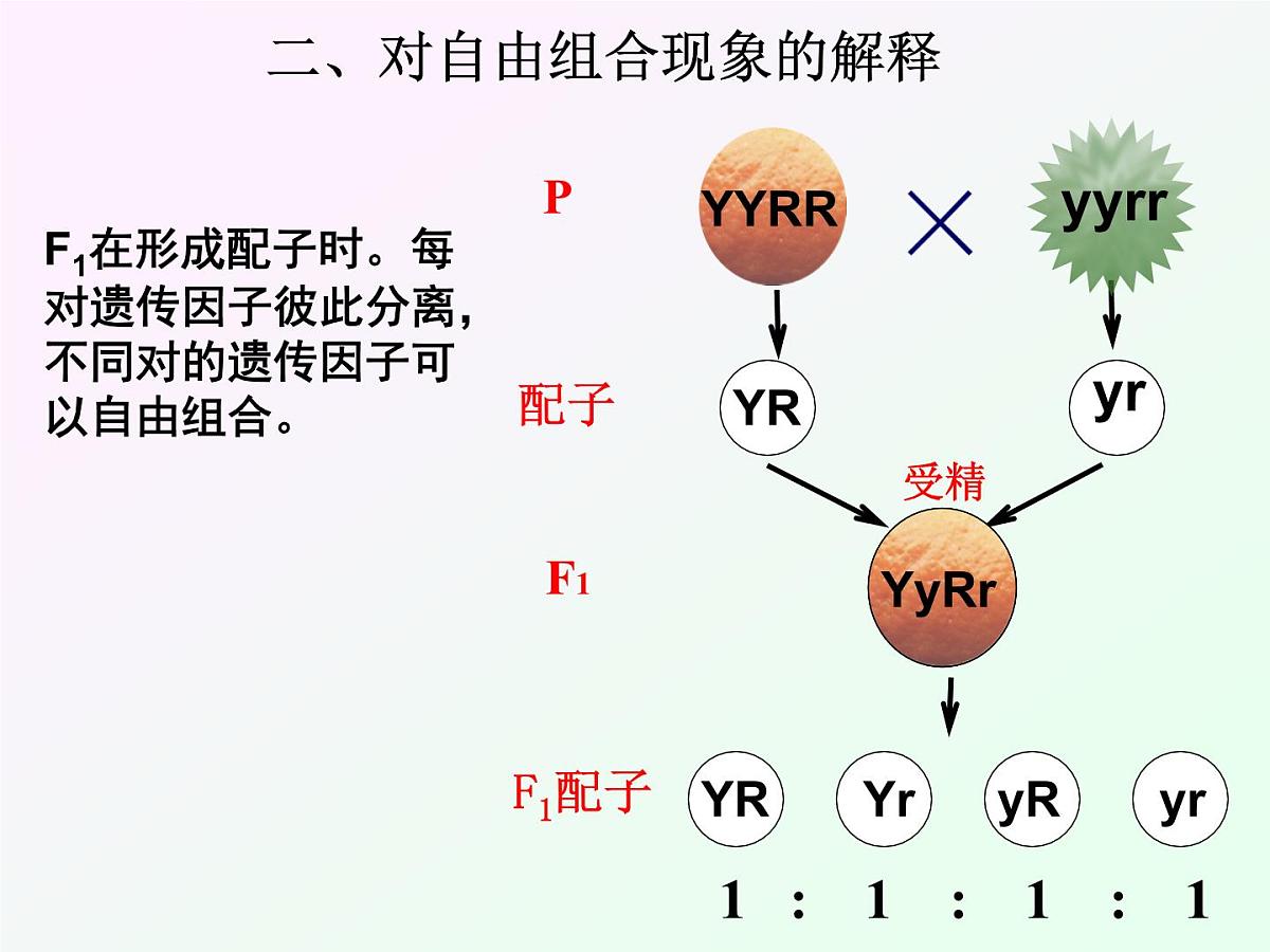 人教版 (新课标)高中生物 必修2 1-2《孟德尔的豌豆杂交实验（二）》课件第6页