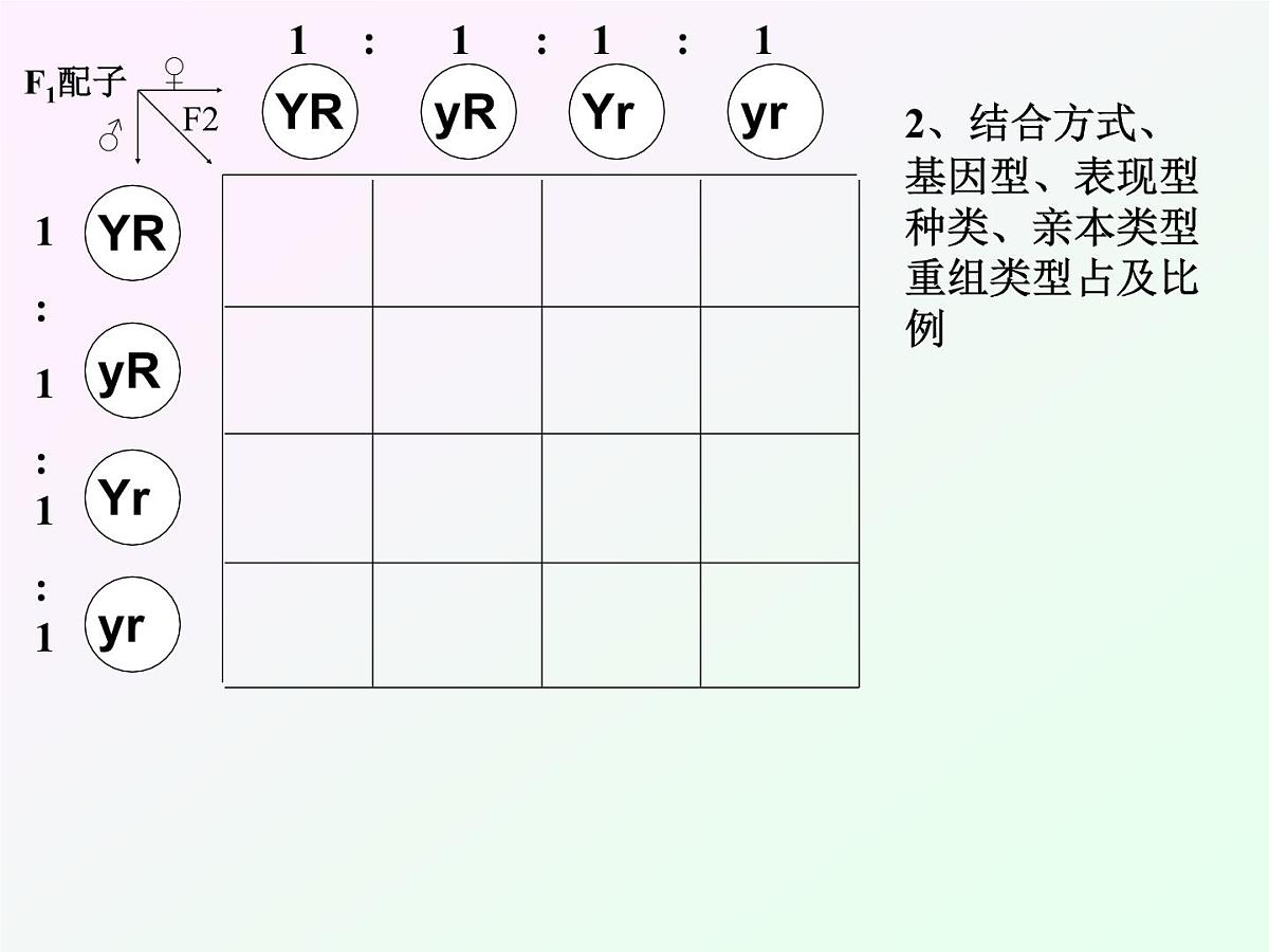 人教版 (新课标)高中生物 必修2 1-2《孟德尔的豌豆杂交实验（二）》课件第7页