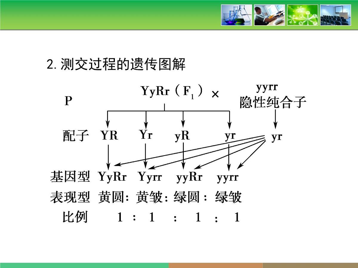 人教版 (新课标)高中生物 必修2 1-2《孟德尔的豌豆杂交实验（二）》第2课时教学课件第7页