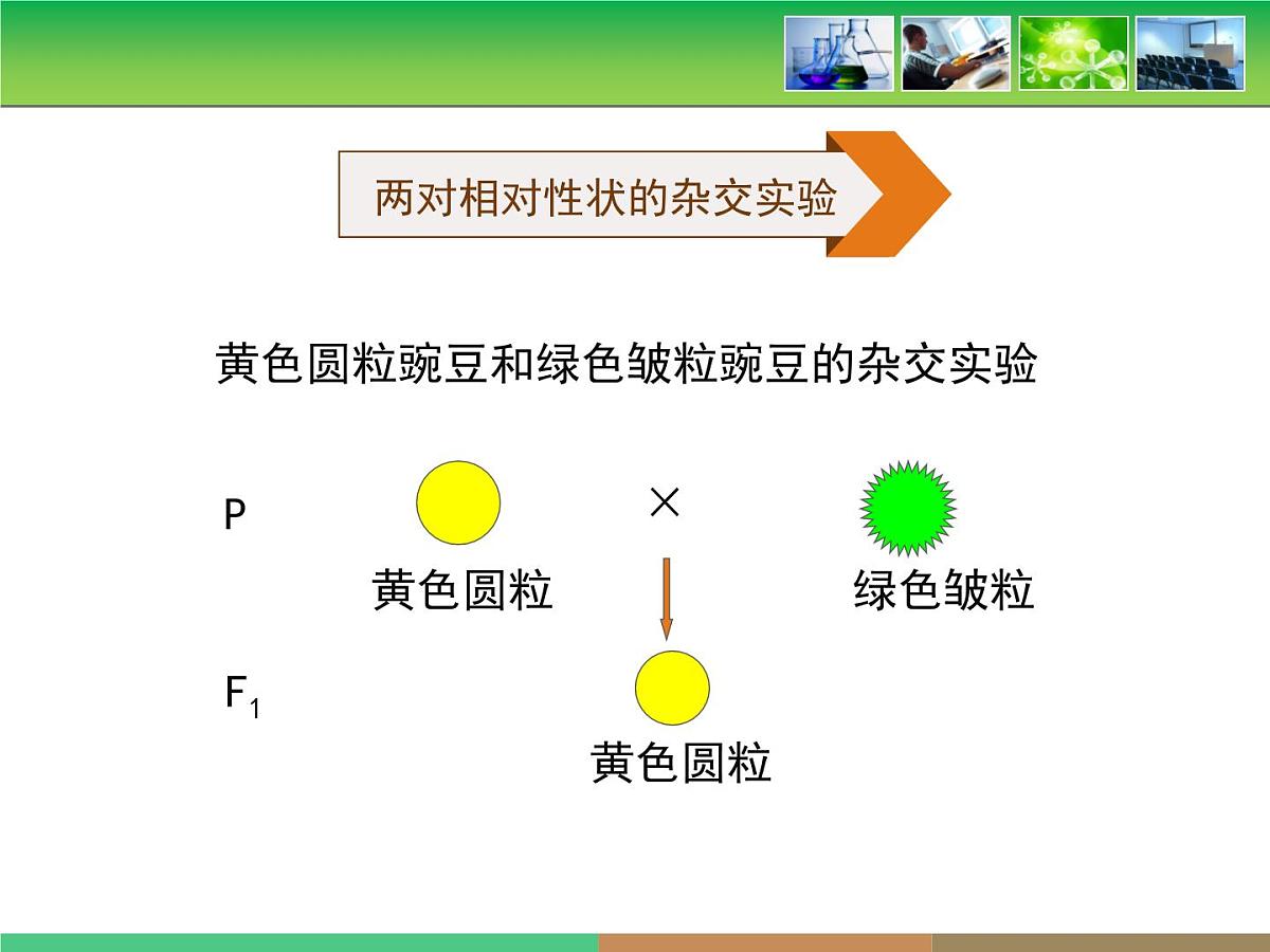 人教版 (新课标)高中生物 必修2 1-2《孟德尔的豌豆杂交实验（二）》第1课时教学课件第7页