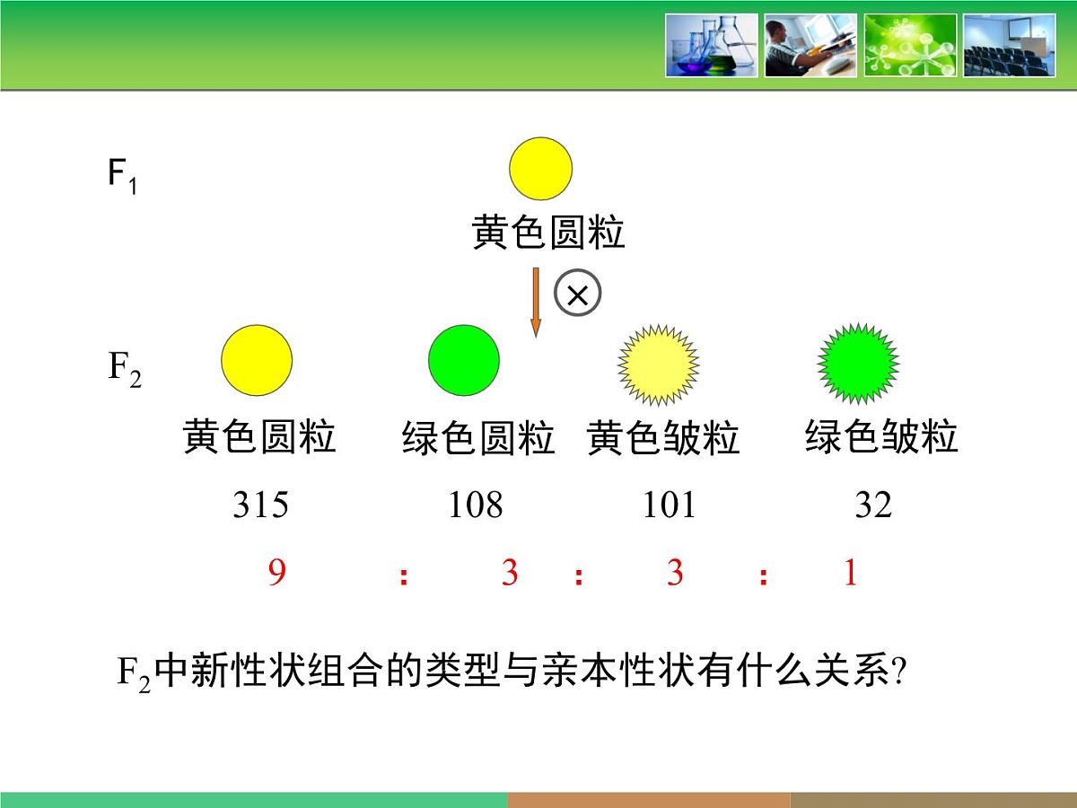 人教版 (新课标)高中生物 必修2 1-2《孟德尔的豌豆杂交实验（二）》第1课时教学课件第8页