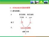人教版 (新課標(biāo))高中生物 必修2 1-2《孟德爾的豌豆雜交實驗（二）》復(fù)習(xí)課件