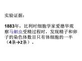 人教版 (新課標(biāo))高中生物 必修2 2-1《減數(shù)分裂與受精作用》（第1課時(shí)）課件
