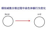 人教版 (新課標(biāo))高中生物 必修2 2-1《減數(shù)分裂與受精作用》（第1課時(shí)）課件
