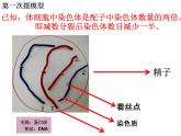 人教版 (新課標(biāo))高中生物 必修2 2-1《減數(shù)分裂與受精作用》（第1課時(shí)）課件