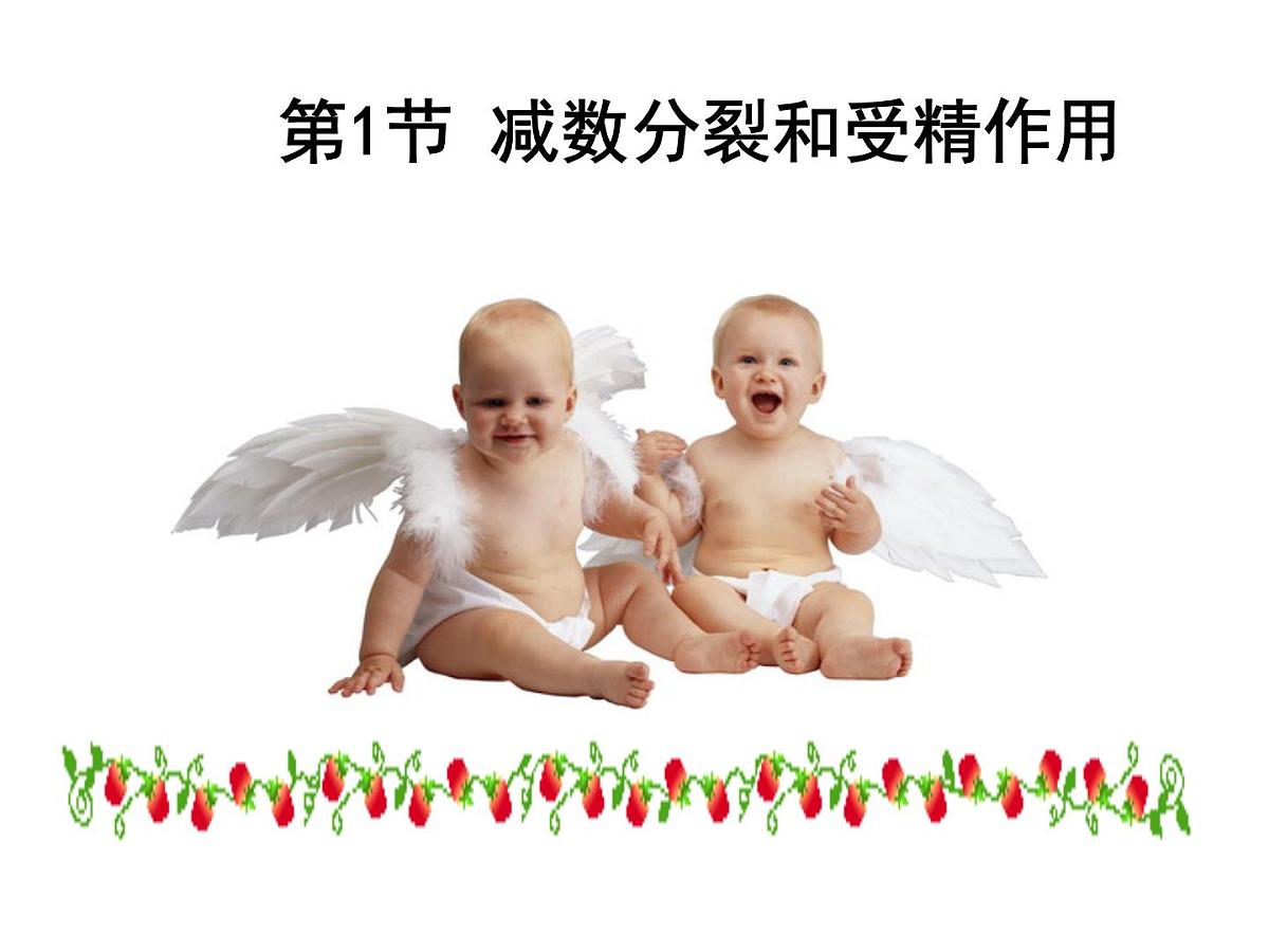 人教版 (新课标)高中生物 必修2 2-1《减数分裂和受精作用》（第2课时）课件第1页