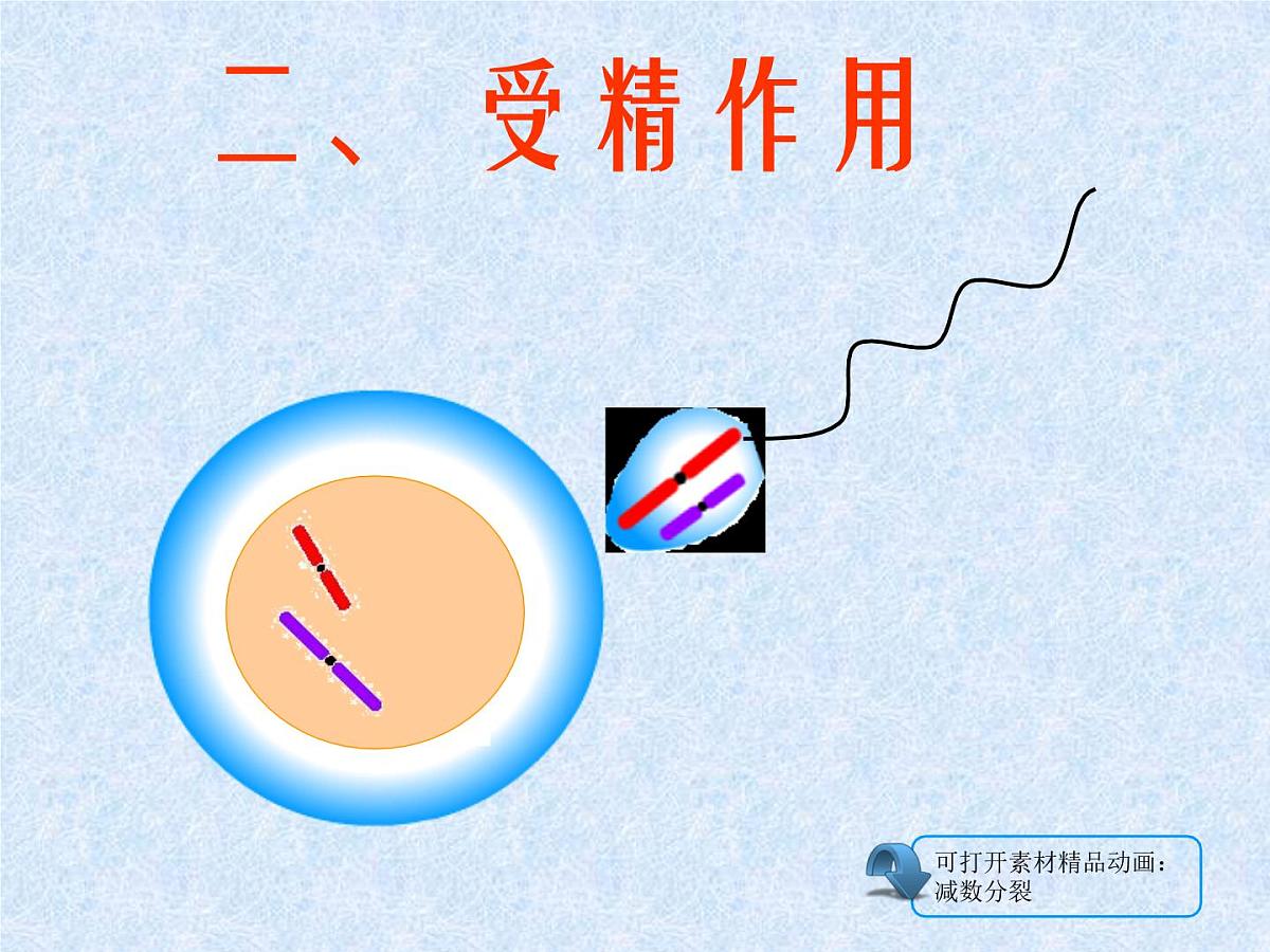 人教版 (新课标)高中生物 必修2 2-1《减数分裂和受精作用》（第2课时）课件第2页
