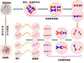人教版 (新課標(biāo))高中生物 必修2 2-1《減數(shù)分裂和受精作用》（第2課時(shí)）課件