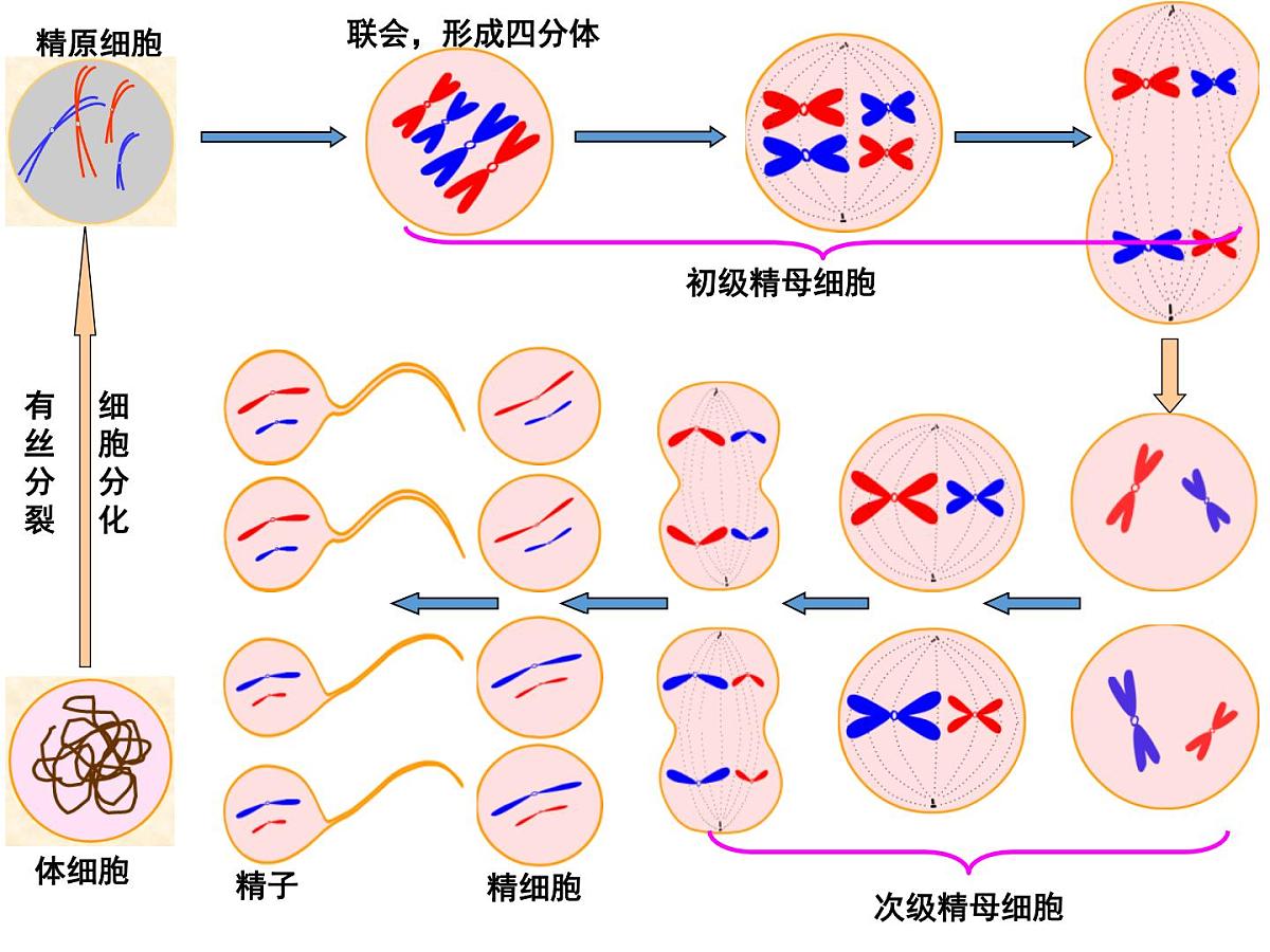 人教版 (新课标)高中生物 必修2 2-1《减数分裂和受精作用》（第2课时）课件第3页