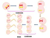 人教版 (新課標(biāo))高中生物 必修2 2-1《減數(shù)分裂和受精作用》（第2課時(shí)）課件